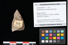 Foto (Objekt + Etikett) von Glyptostrobus europaeus Brongniart (NHMW-GEO-2024-0188-0151)